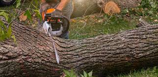 How Our Tree Care Process Works  in  Kosciusko, MS