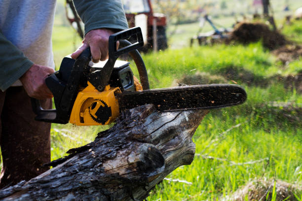 Reliable Kosciusko, MS Tree Care Solutions